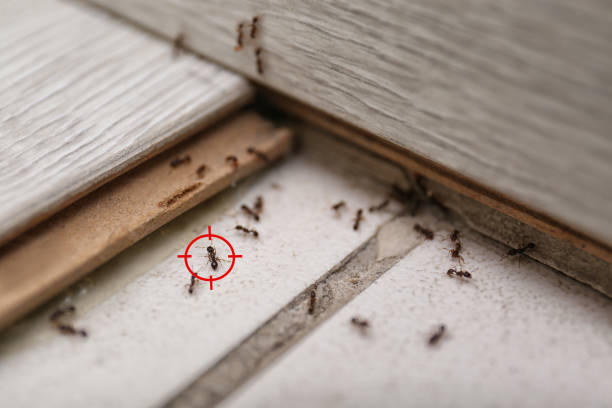 Best Pest Control Near Me  in Mount Wolf, PA