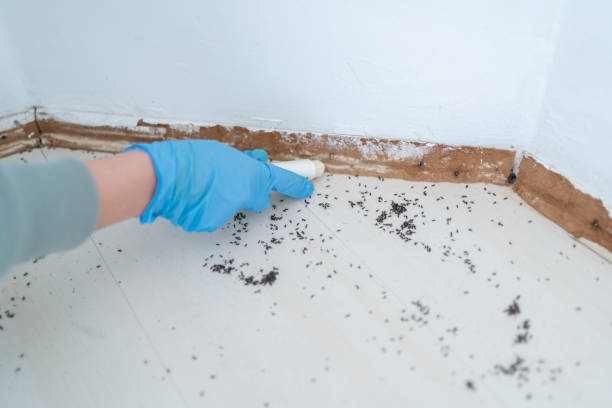 Best Wasp Removal Services  in Mount Wolf, PA